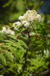 European Mountain-ash blossoms & foliage