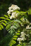 European Mountain-ash blossoms & foliage