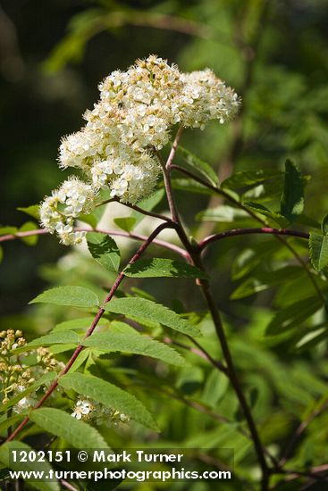 Sorbus aucuparia