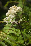 European Mountain-ash blossoms & foliage