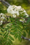 European Mountain-ash blossoms & foliage