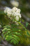 European Mountain-ash blossoms & foliage