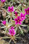 Snow Douglasia blossoms & foliage detail