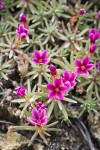 Snow Douglasia blossoms & foliage detail