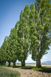 Lombardy Poplars