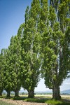 Lombardy Poplars