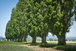 Lombardy Poplars