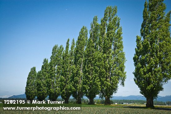 Populus nigra