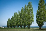 Lombardy Poplars