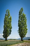 Lombardy Poplars