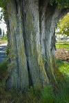 Lombardy Poplar trunk