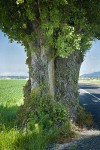 Lombardy Poplar trunk