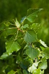 Lombardy Poplar foliage