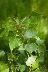 Lombardy Poplar foliage