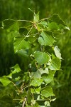 Lombardy Poplar foliage