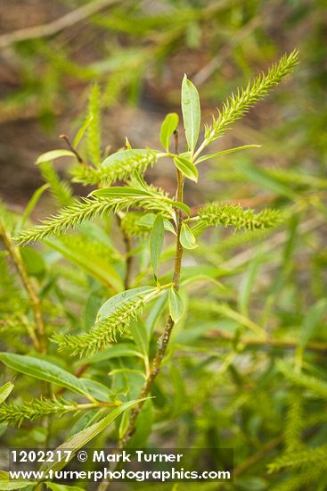 Salix lasiandra