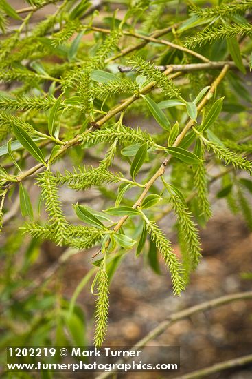 Salix lasiandra