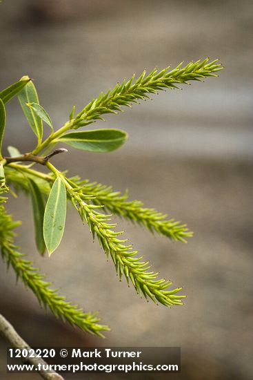 Salix lasiandra