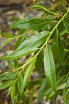 Pacific Willow foliage detail