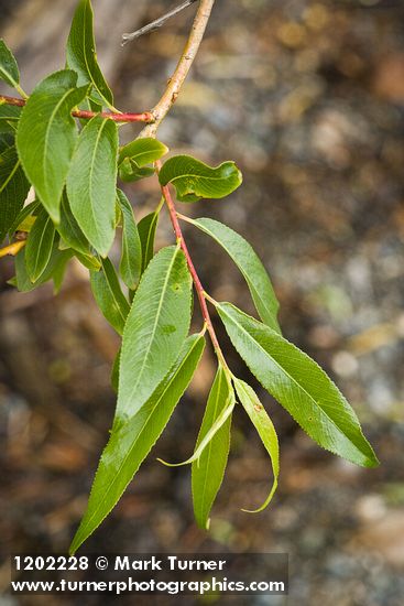 Salix lasiandra