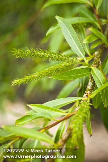 Salix lasiandra