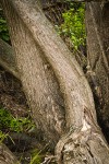 Pacific Willow trunks