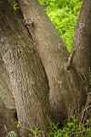 Pacific Willow trunks