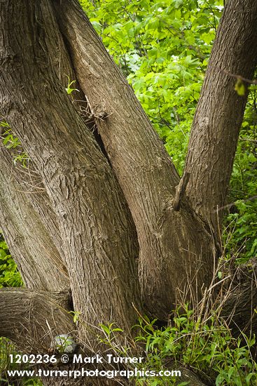 Salix lasiandra