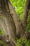 Pacific Willow trunks
