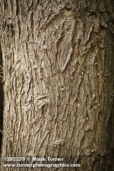 Salix lasiandra