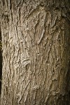 Pacific Willow bark
