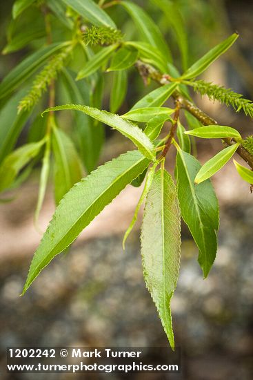 Salix lasiandra