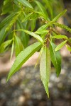 Pacific Willow foliage