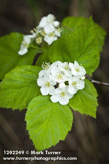 Crataegus macracantha var. occidentalis