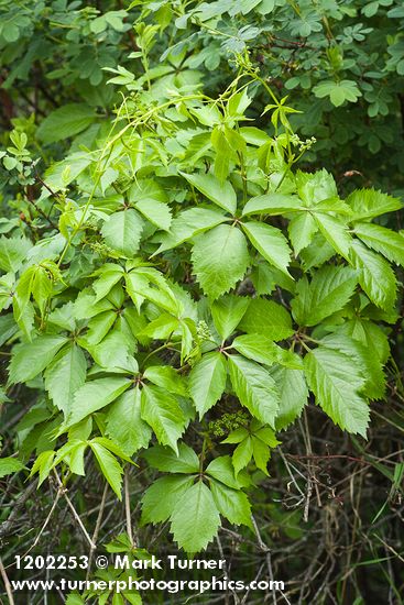 Parthenocissus vitacea