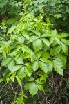 Woodbine foliage