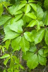 Woodbine foliage