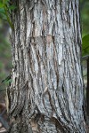 Phipps' Hawthorn bark