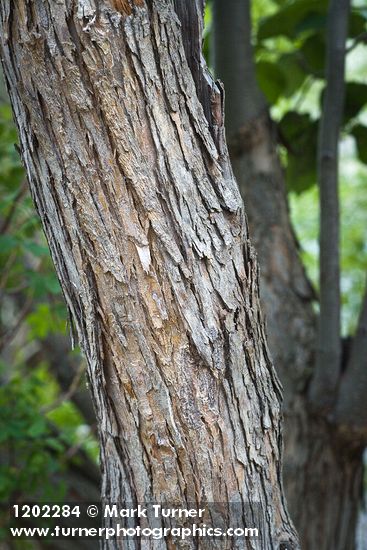 Crataegus phippsii