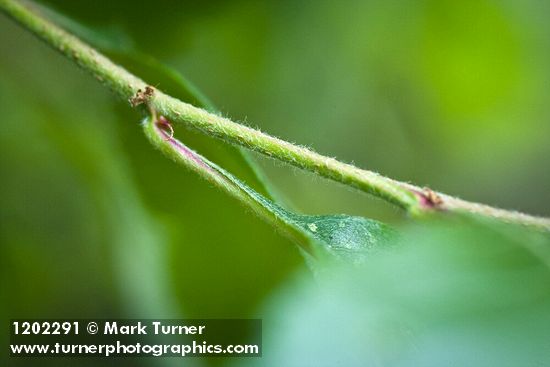 Crataegus phippsii