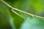 Phipps' Hawthorn twig detail