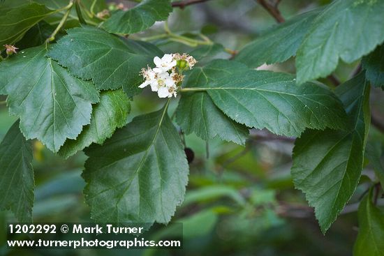 Crataegus phippsii