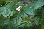 Phipps' Hawthorn blossoms & foliage