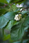 Phipps' Hawthorn blossoms & foliage