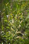 McCalla's willow female catkins & foliage