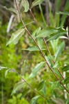 McCalla's willow foliage