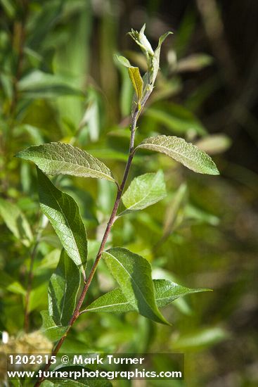 Salix maccalliana