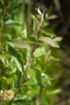 McCalla's willow foliage