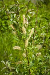 McCalla's willow female catkin (fruiting) & foliage