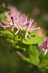Tatarian Honeysuckle blossoms & foliage detail